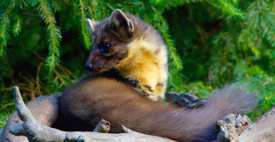 Martre des pins ou marte, petit mammifère carnivore